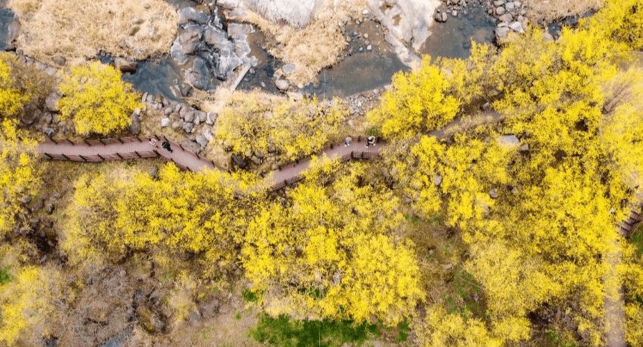 구례산수유 매화축제