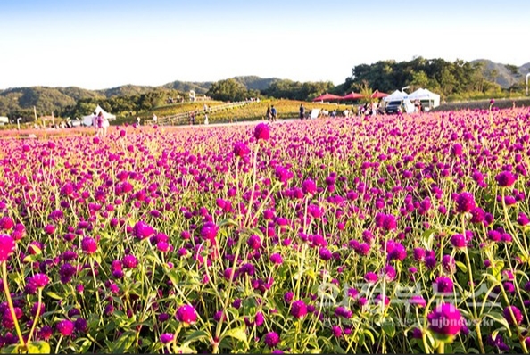 나리농원꽃이미지/사진