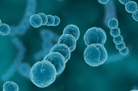 구강 유산균 입냄새 치주질환 억제 효과