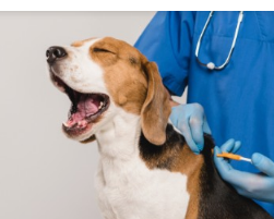 강아지 췌장염 증상