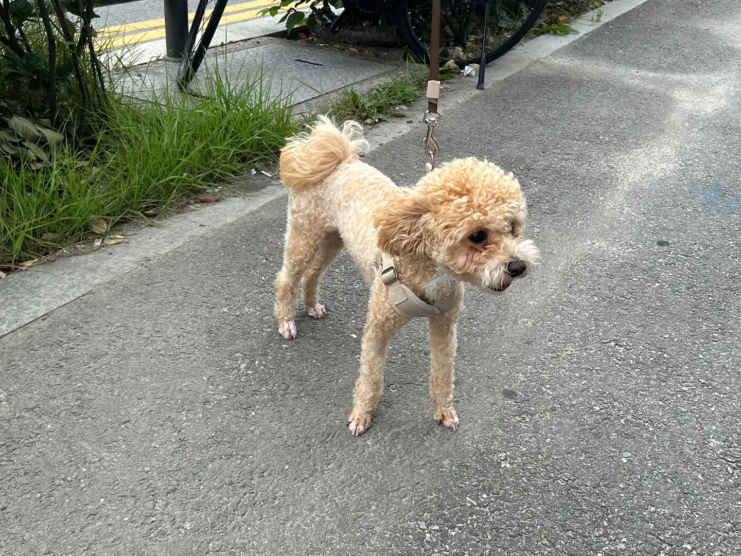 말티푸가격 2024년 솔직한 분양가 정보_5