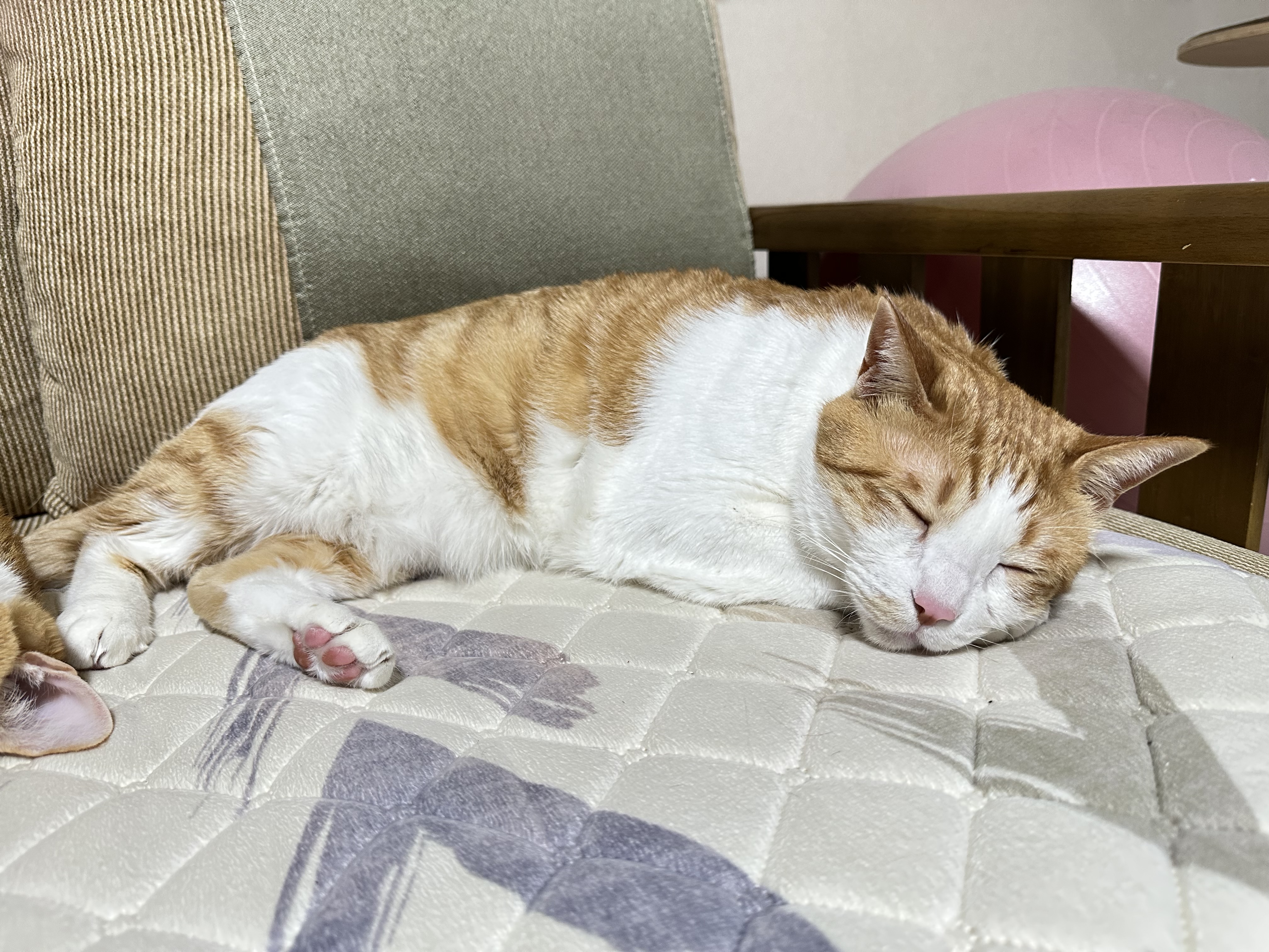 보면 힐링되는 사이좋은 치즈형제들