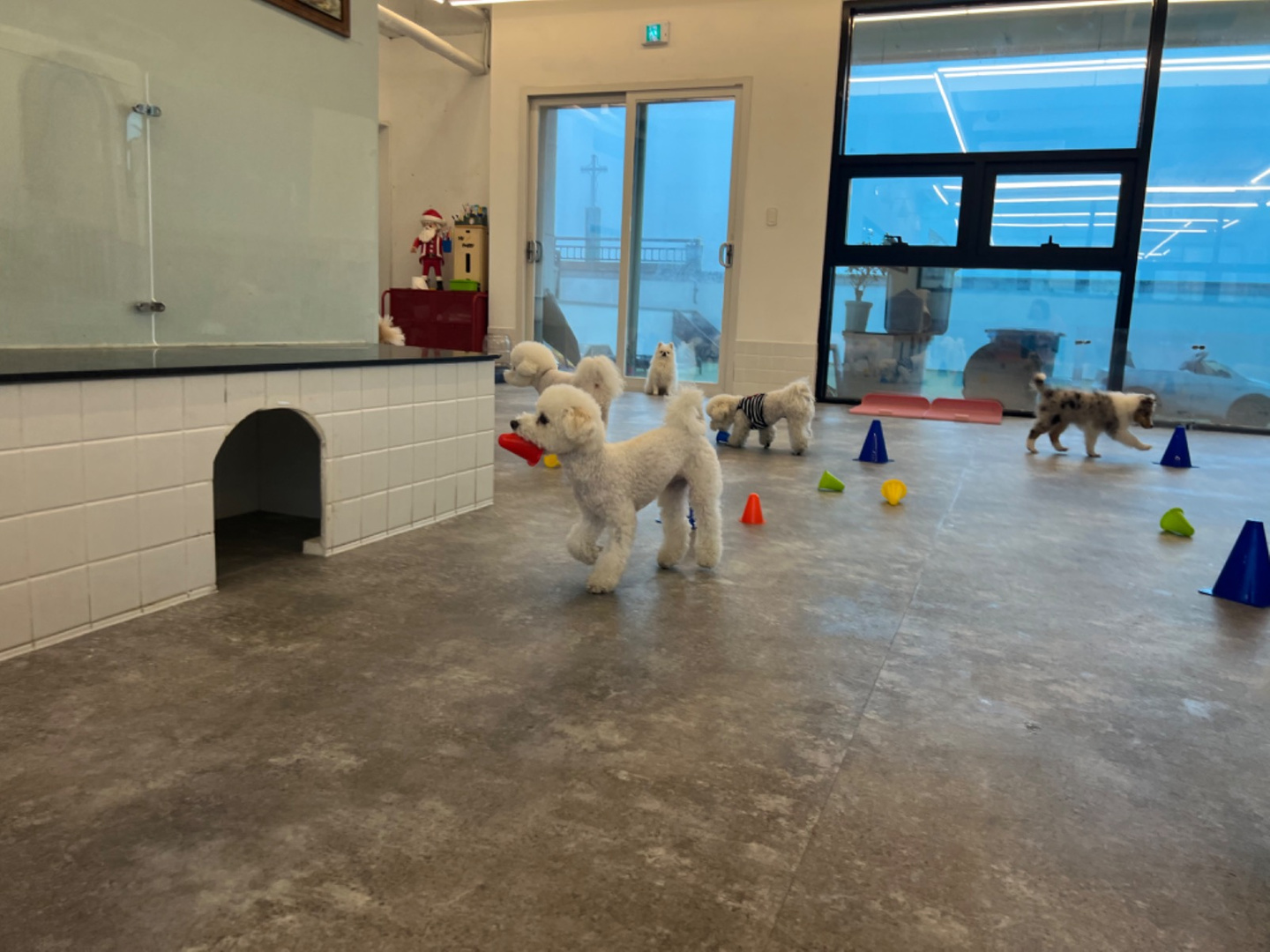 강아지 유치원 관련사진