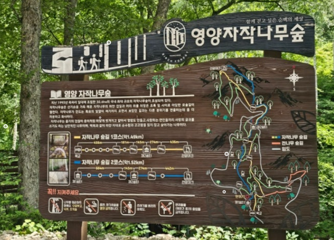 [여행기]인제보다 3배 넓은 비밀의 숲! 경북 영양 죽파리 자작나무숲 현실 방문 팁 &amp; 무공해 전기차 예약법