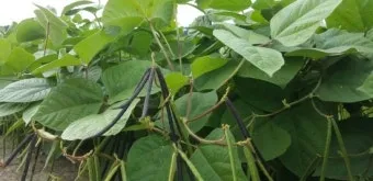 녹두 재배 직파 심기 병해 예방 수확 건조_8