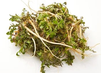 3월에 먹으면 좋은 제철 음식(봄철 음식) - 냉이편 (효능, 냉이가 들어가는 음식)