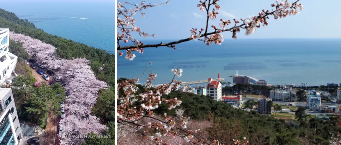 달맞이길 벚꽃 사진