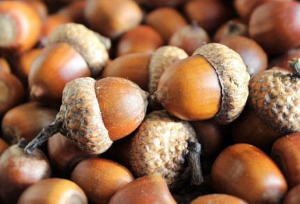 도토리 효능과 영양성분, 보관법(냉장/냉동) 건강에 좋은 이유