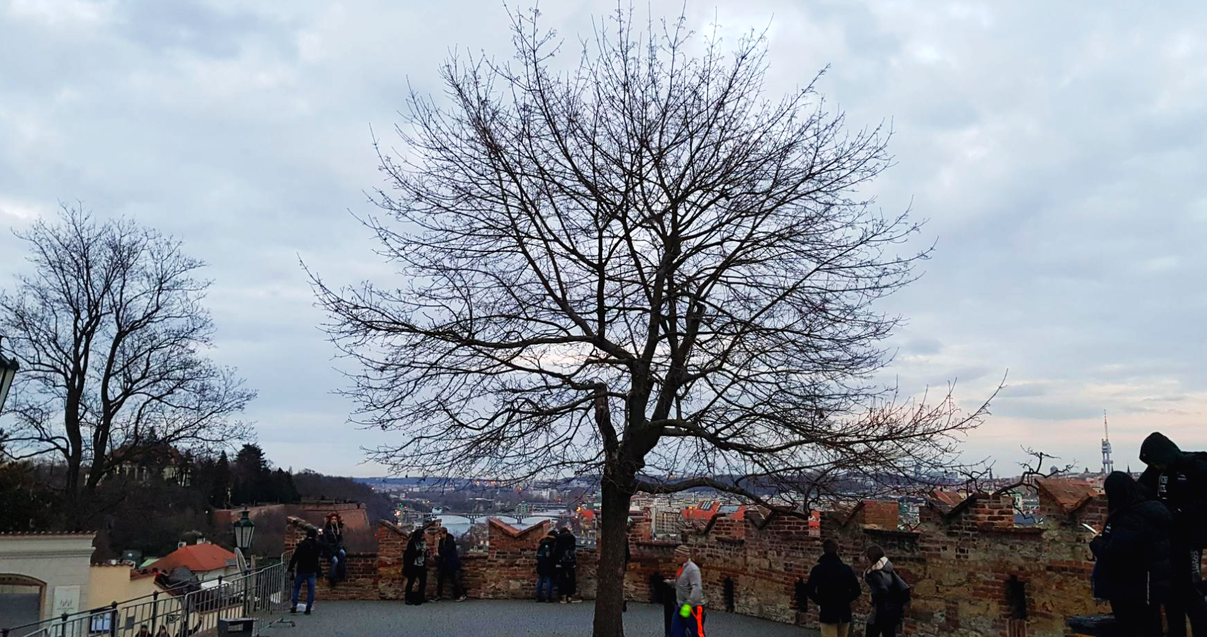 프라하 성 앞의 전망대에 심겨진 나무