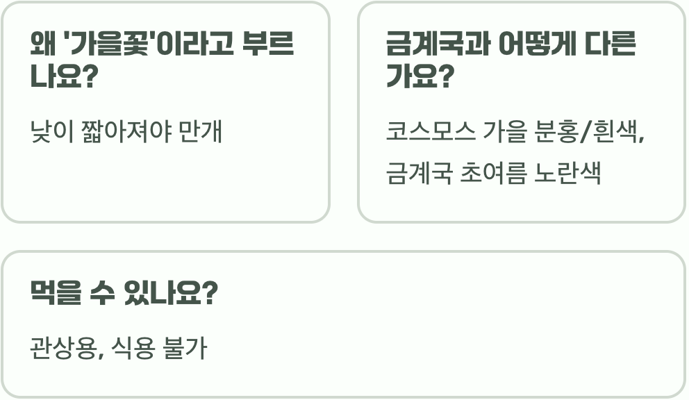 코스모스 꽃말 소녀의 순수와 진실한 사랑을 담은 특별한 의미