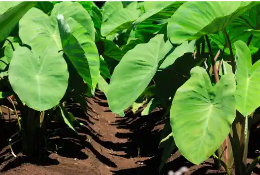 토란 효능 및 부작용, 먹을때 주의점