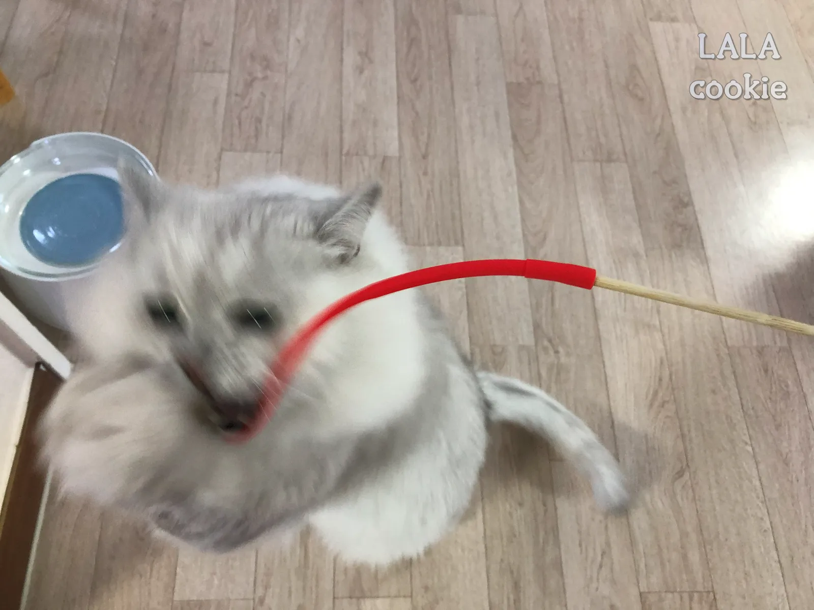 고양이-장난감-쥐꼬리-사냥하는-고양이