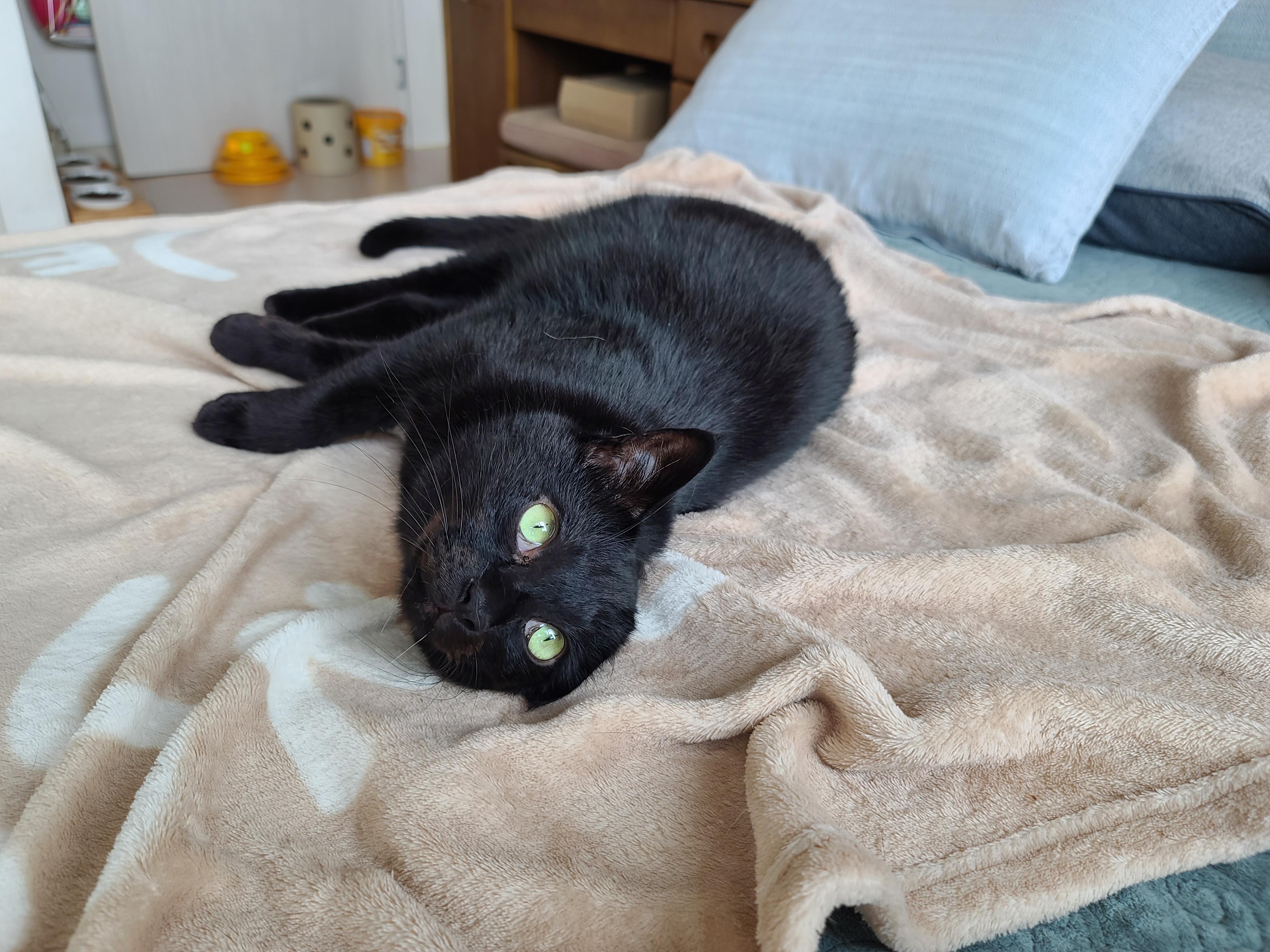 올블랙 건이 보고 힐링~ 그냥 예뻐서 올리는 영상과 사진.