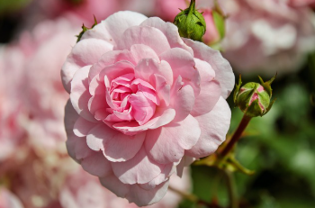 버스만으로도 쉽게 도착할 수 있는 방법 1