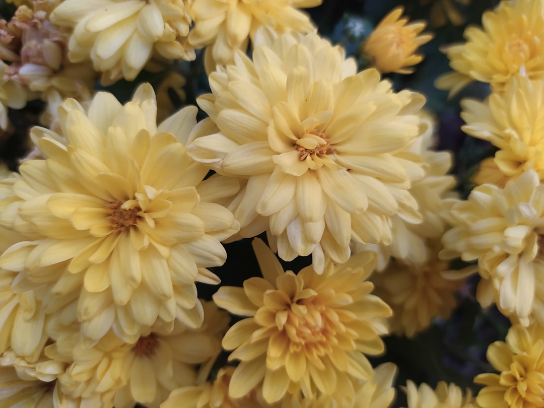Chrysanthemum