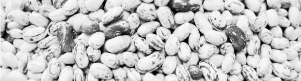 호랑이콩 수확시기: 토양 상태