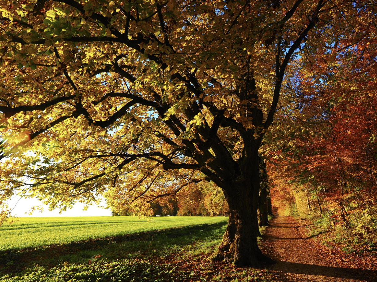 2024년 단풍 절정시기