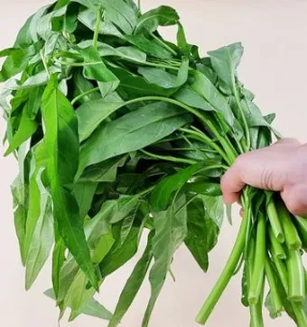 공심채 재배 여름 재배 물 충분 배수 필수_29