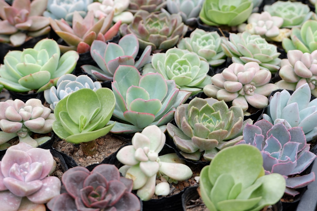 Succulent