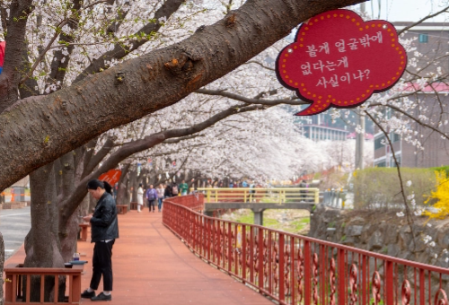가평 벚꽃명소 에덴벚꽃길 벚꽃축제