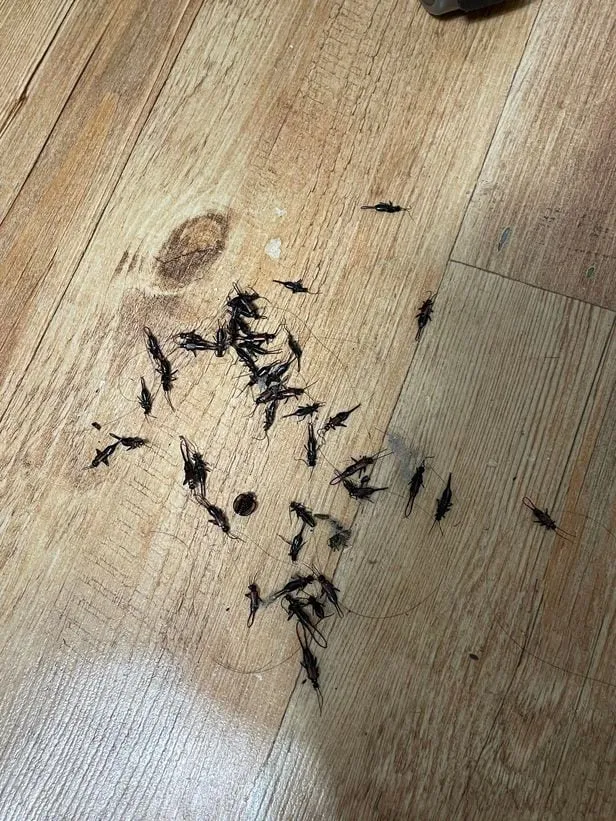 집안 벌레 퇴치법_2