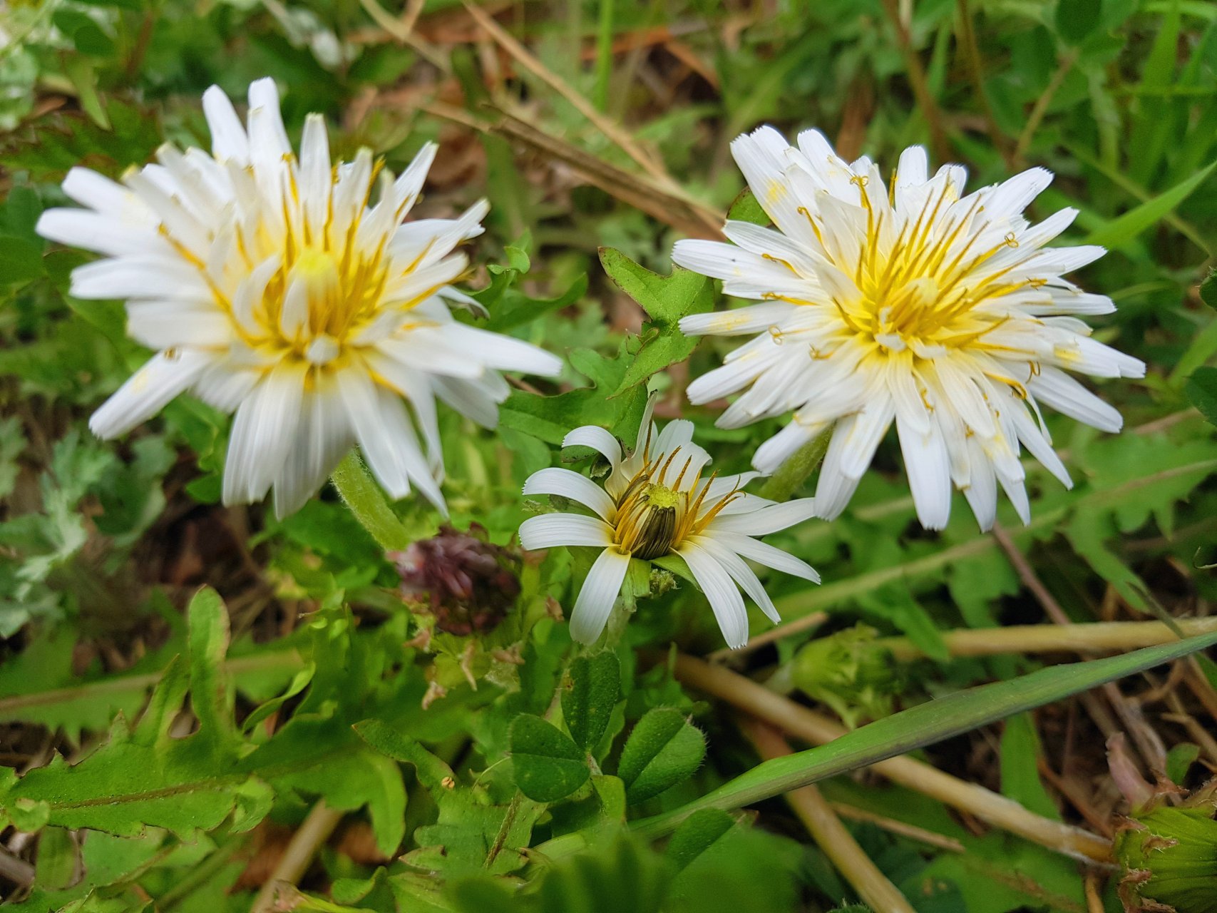 통영 욕지도 천왕산에서