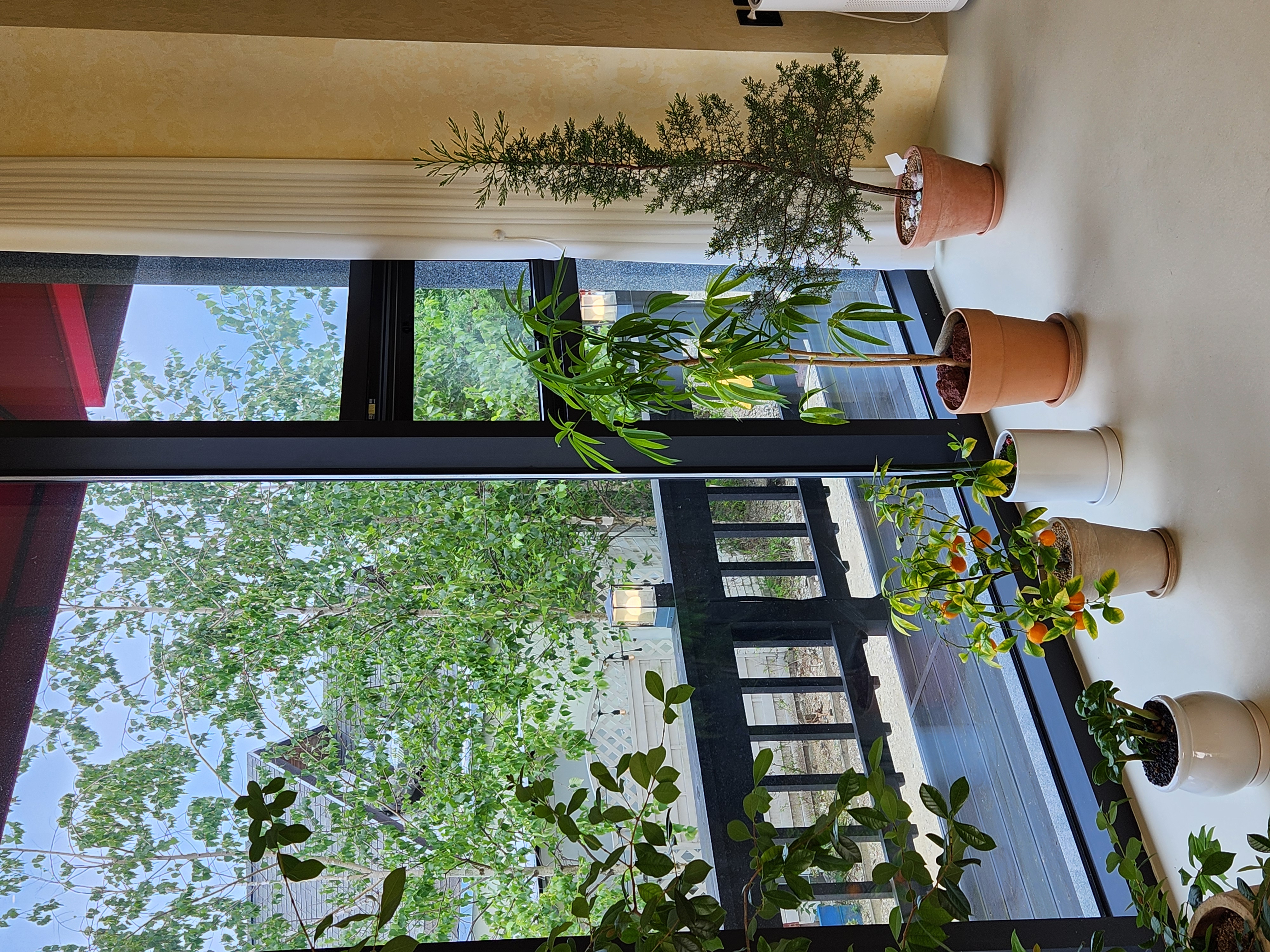 델피니움에스테틱