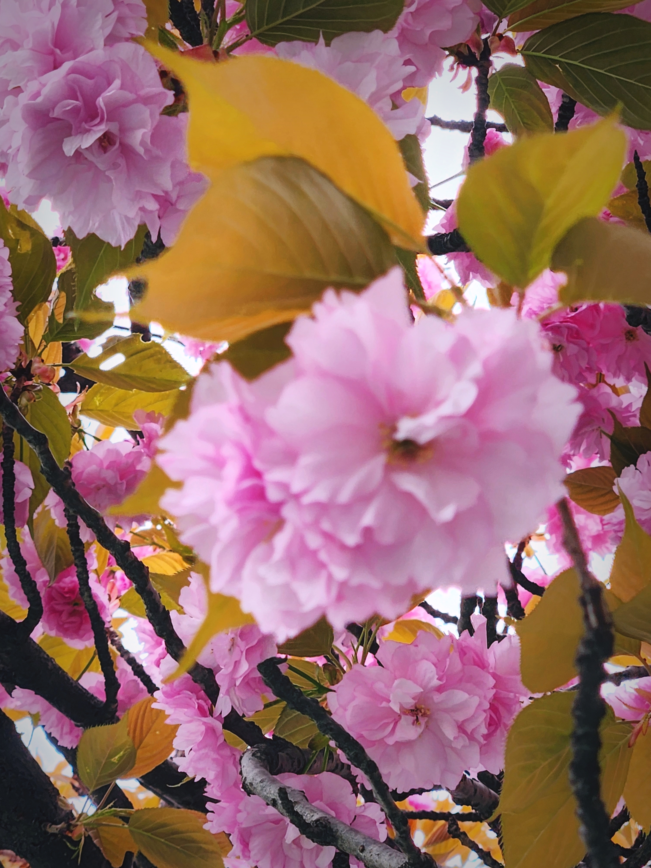 직접찍은 겹볒꽃 접사 입니다.