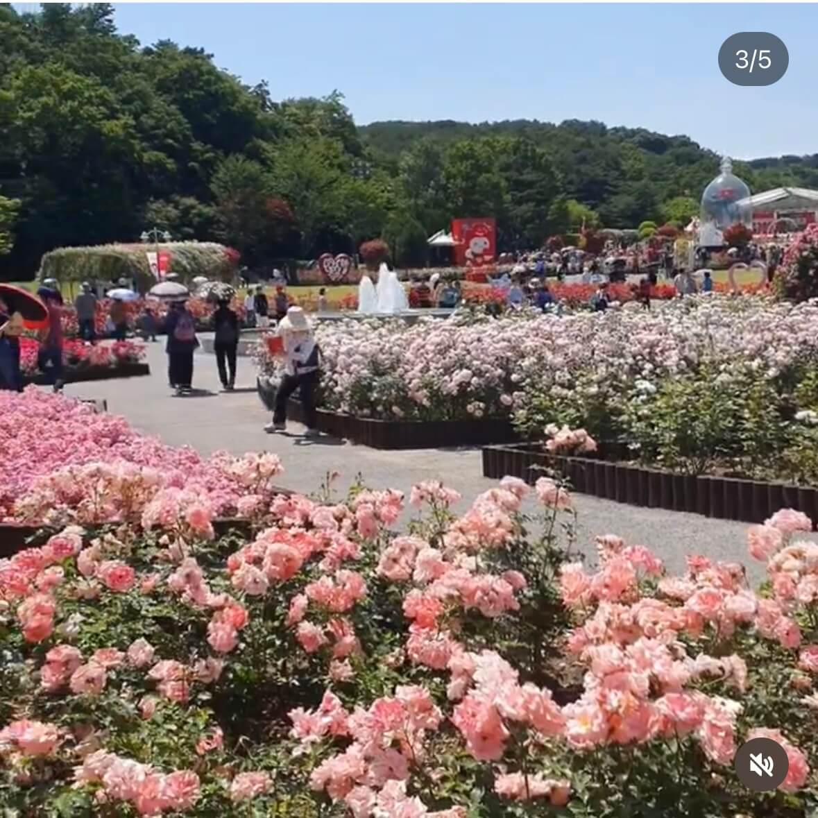 울산대공원 장미축제