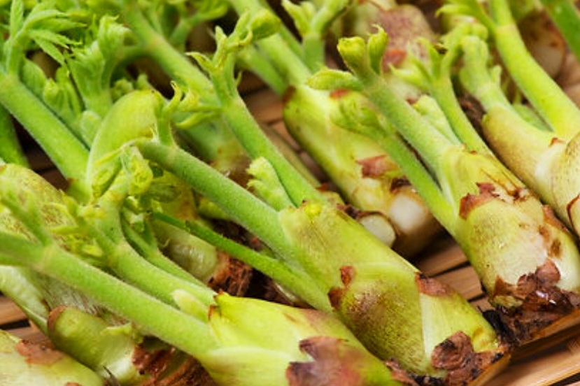 두릅 효능 6가지 채취시기 부작용 두릅나물 데치는 방법 종류 땅두릅 참두릅 개두릅