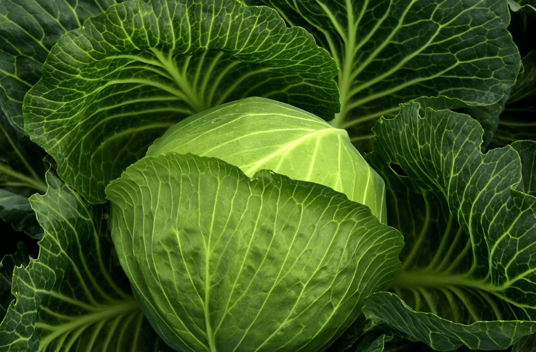 위에 좋은 음식