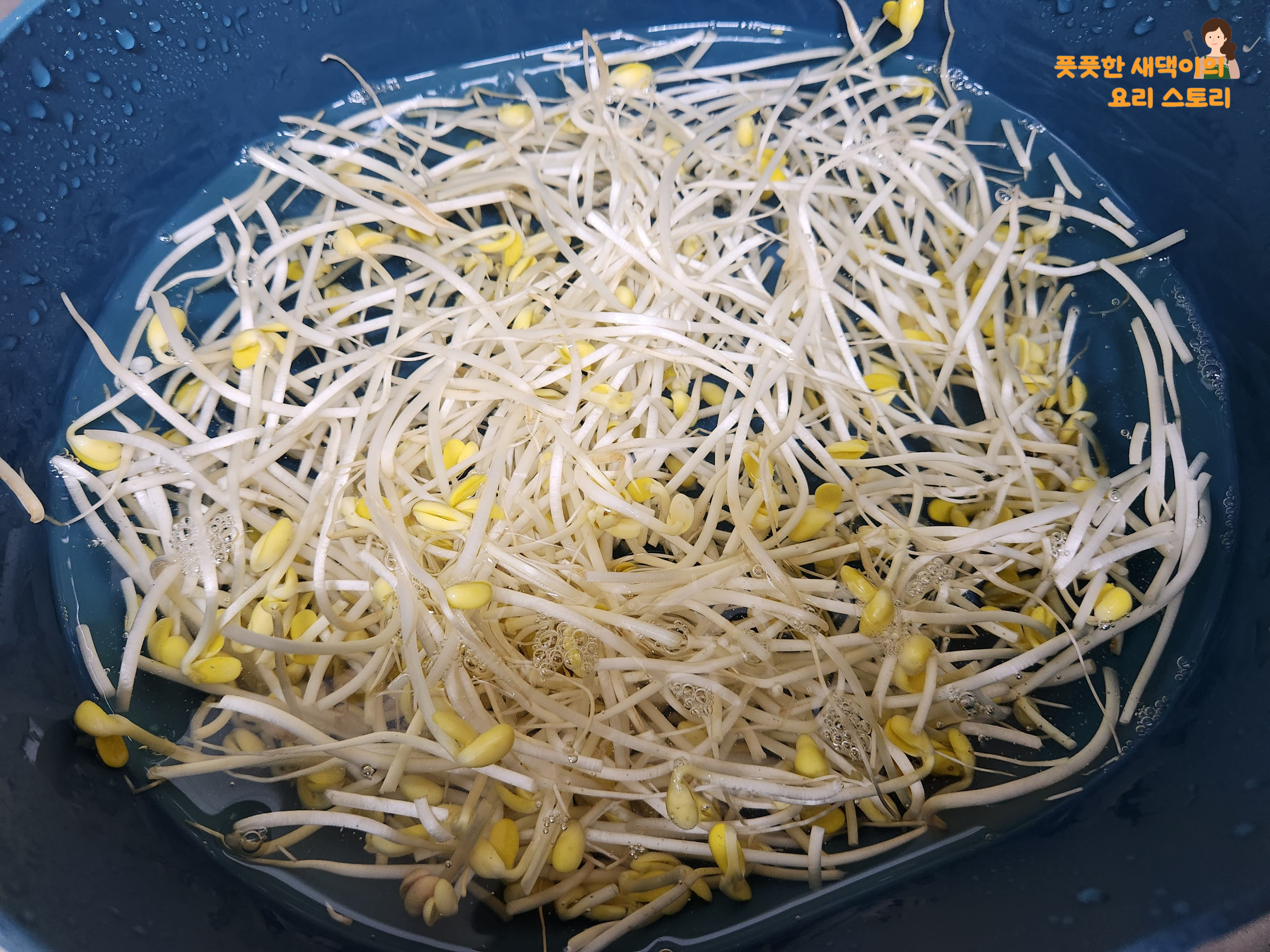 콩나물 세척하기