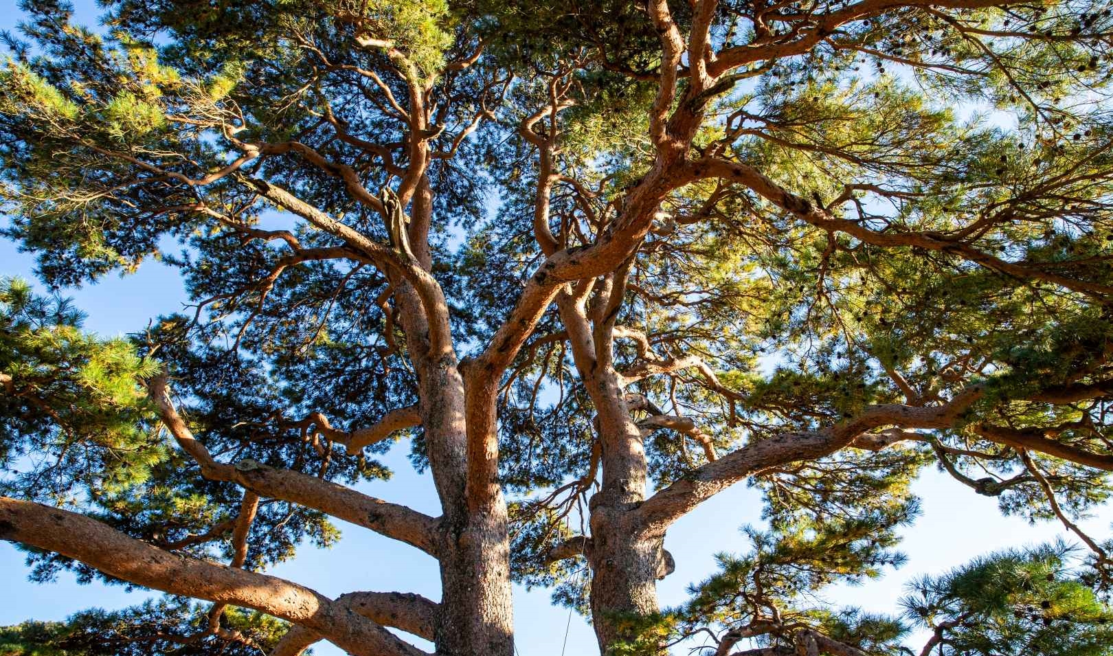 남원 지리산 천년송