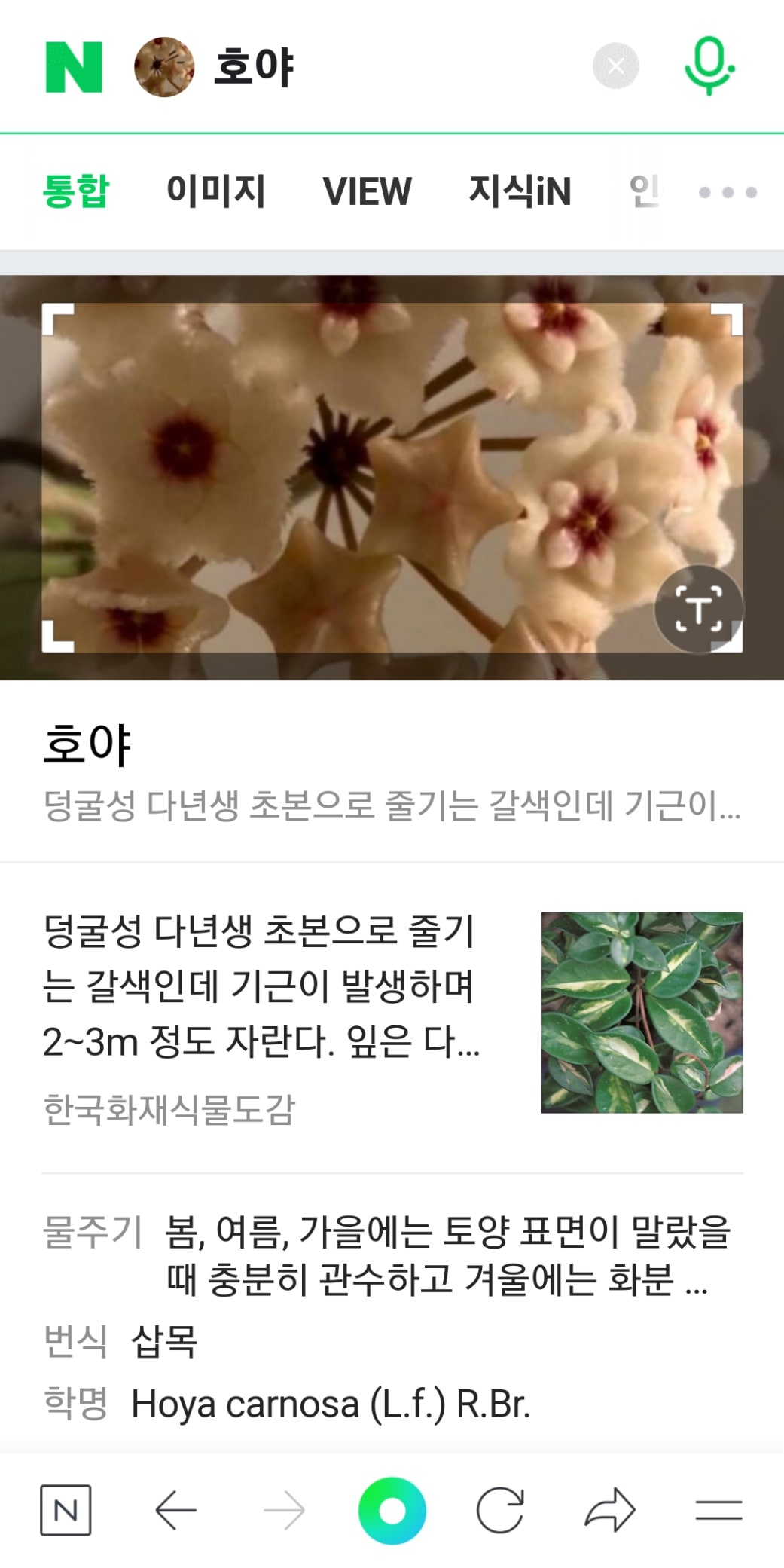 호야 마틸다 사진으로 이름 찾기 결과
