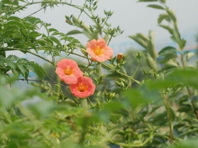 능소화 꽃말