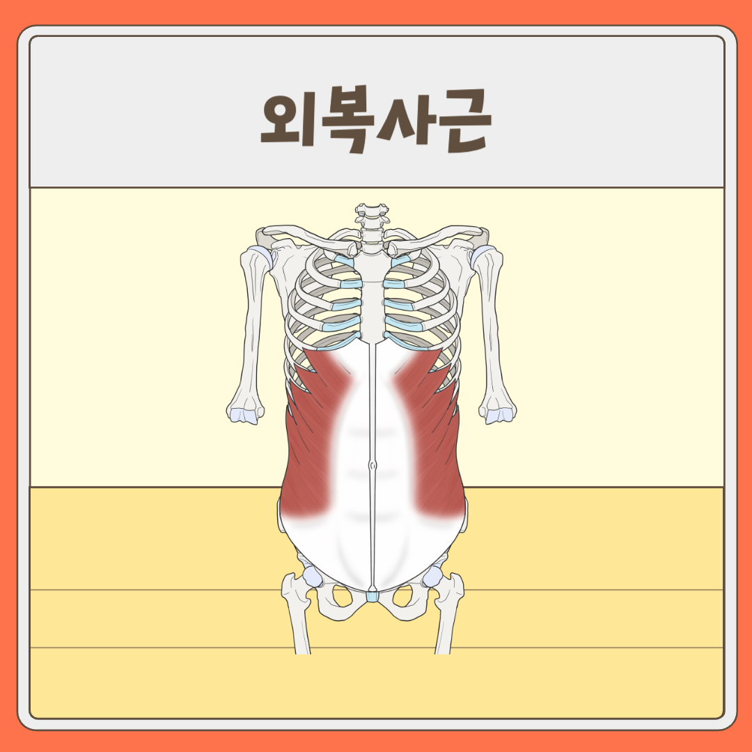 외복사근