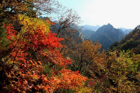 가을에 꼭 가야하는 단풍이 유명한곳 BEST 5곳