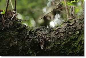 제습기 추천 가격 비교 원리 효과 2024