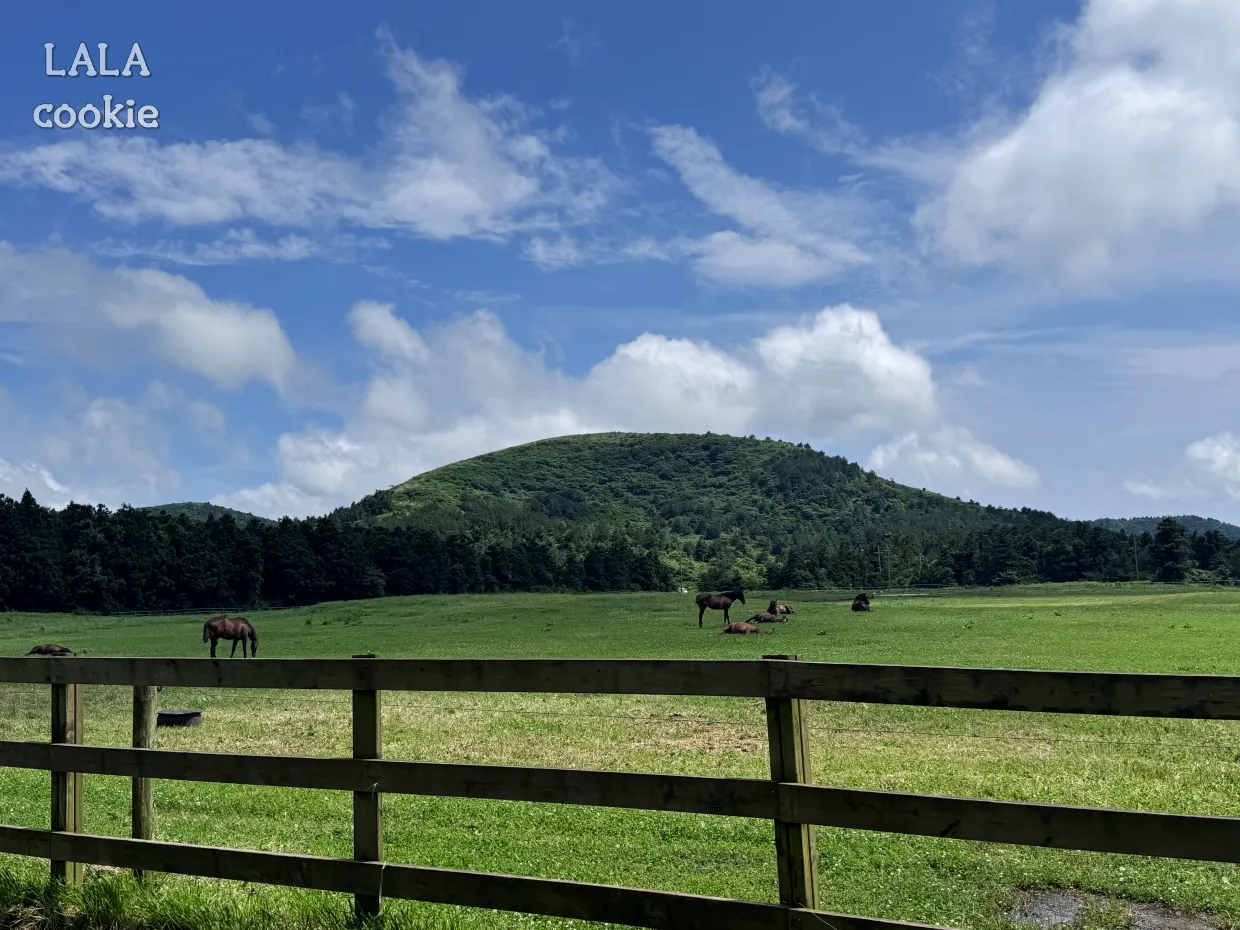 제주도-숙박-세일-페스타-할은으로-여행