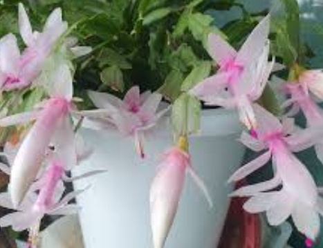 겨울 꽃 게발선인장