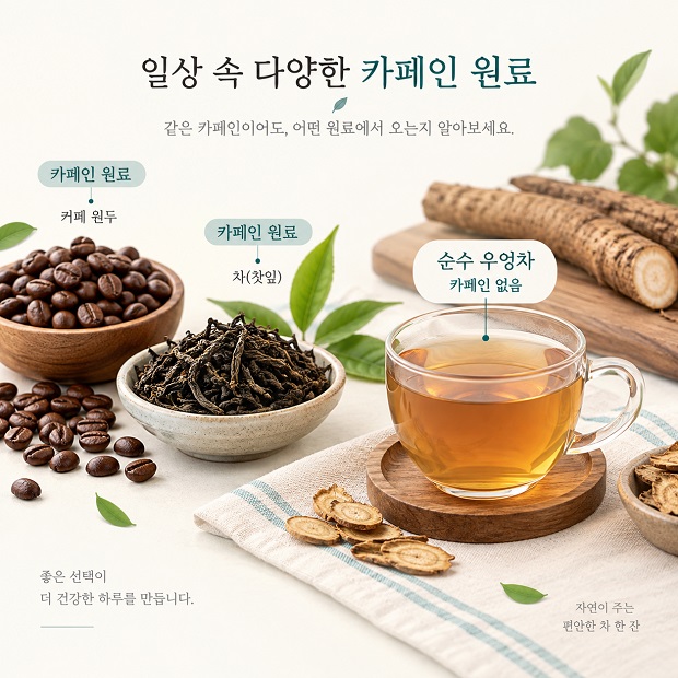 커피와 순수 우엉차의 카페인 원료 차이를 보여주는 비교 인포그래픽