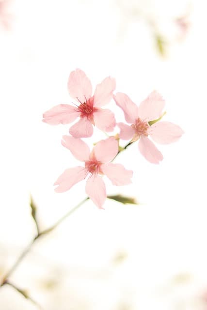 봄 감성 가득한 홈 카페,
벚꽃 라떼 레시피로 집에서도 카페 분위기 내기
