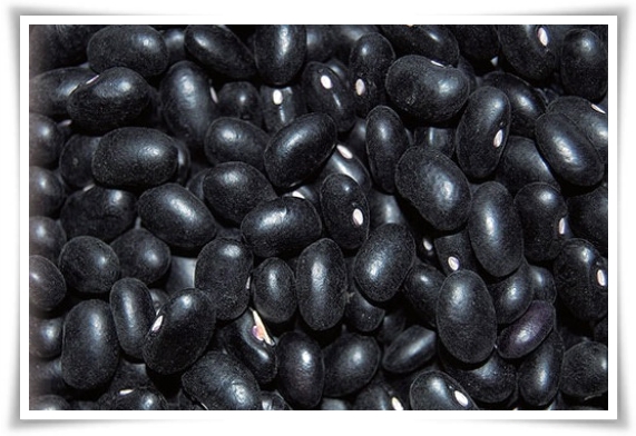 텃밭 "5월, 강낭콩 심으세요!" 콩알 콩알 재미가 톡톡, 쑥쑥 자라는 기쁨!