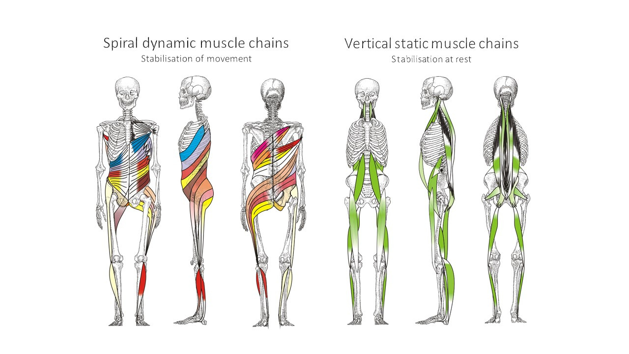 사선형 근막경선 전방근막경선 후방근막경선