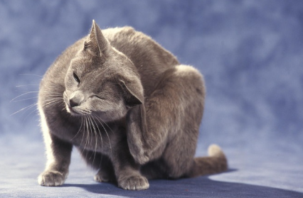 몸을 숨기는 고양이.