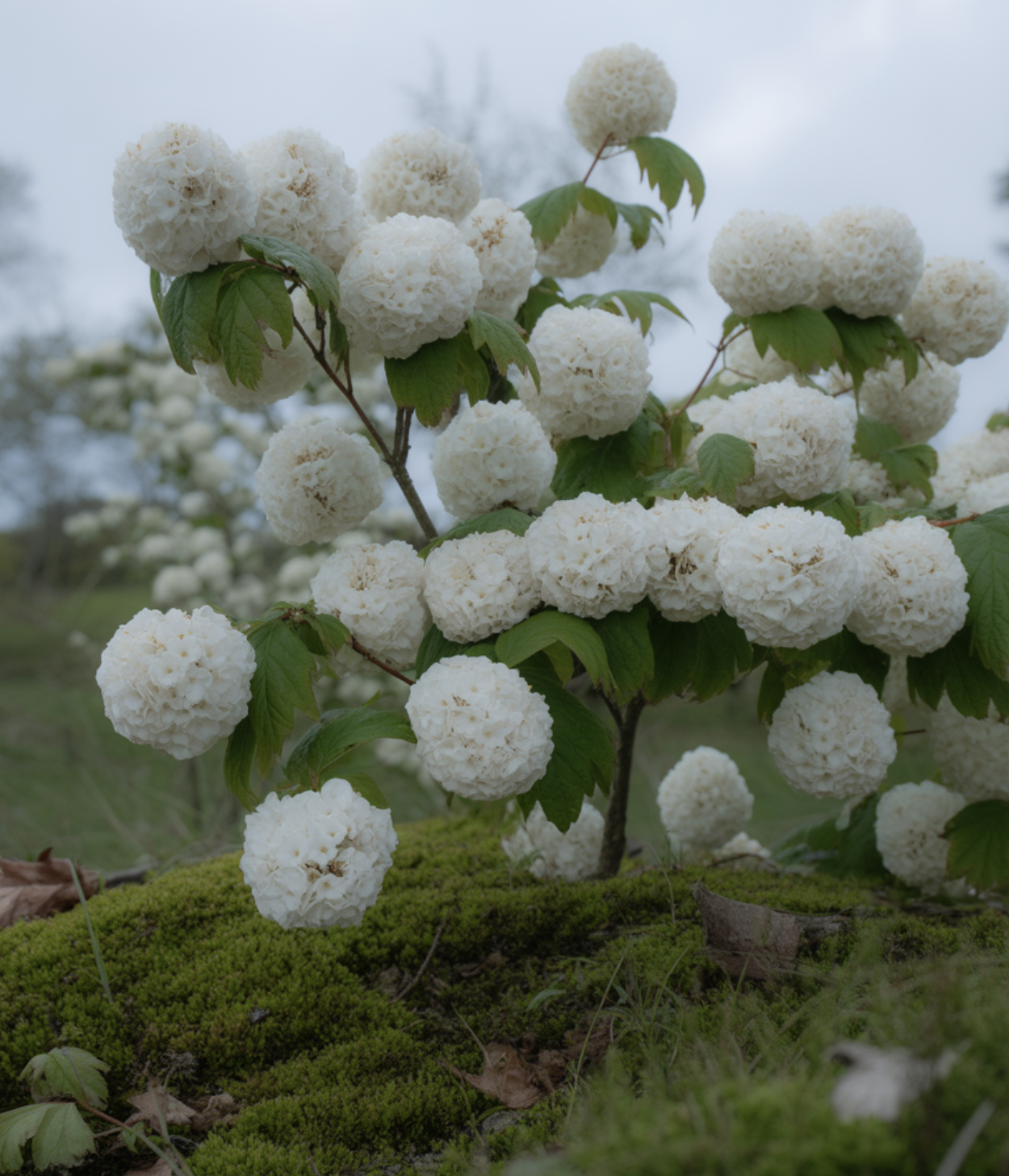 열매 없는 풍성함, '불두화' (특별한 자손)