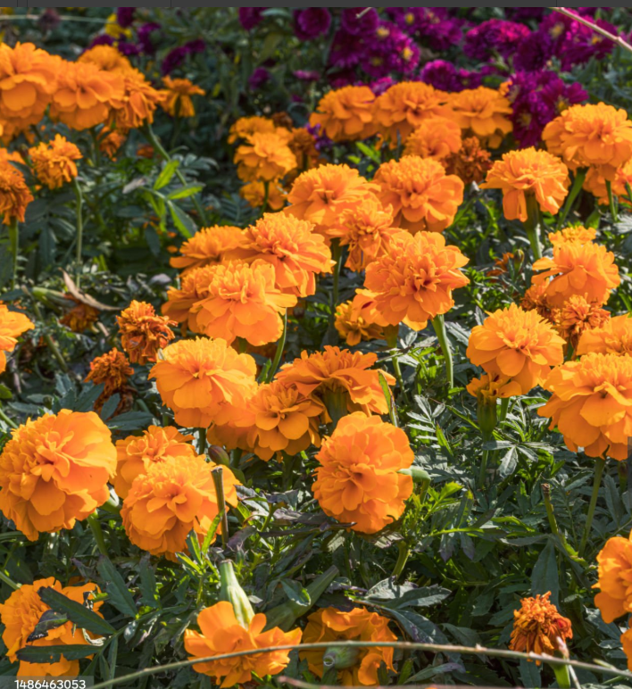 루테인이미지사진입니다