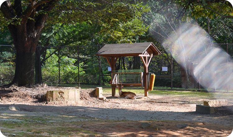 인천대공원 어린이 동물원 사슴이미지 출처: 한국관광공사