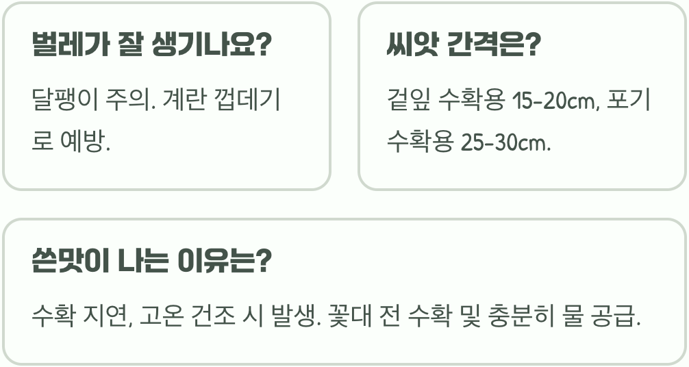 4계절 내내 파종 가능&amp;#44; 초보 텃밭의 효자 작물 버터헤드상추