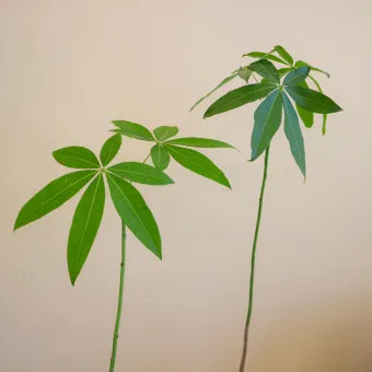 파키라 키우기 분갈이 뿌리관리 물주기간격 쉬운 관리법_11